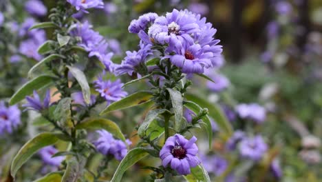 primer plano de flores de color púrpura