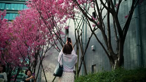 cherry blossoms in a city park