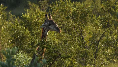 Giraffe-lifting-head-and-moving-through-a-sea-of-trees