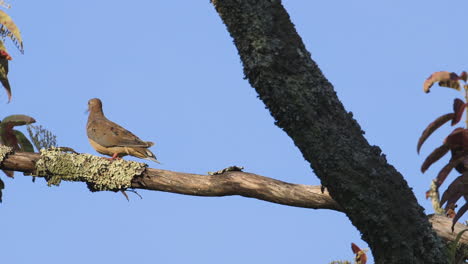 A-mourning-dove-preening-and-looking-around-on-a-large-branch