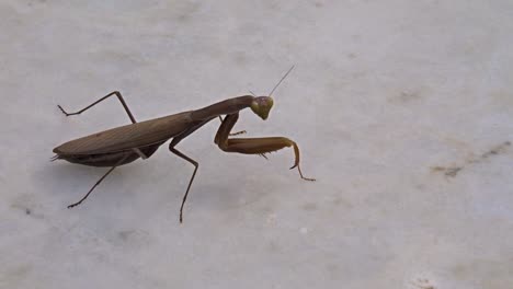 a praying mantis walking on stone surface