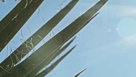 close up of top of plant in the joshua tree national park in california with stable video