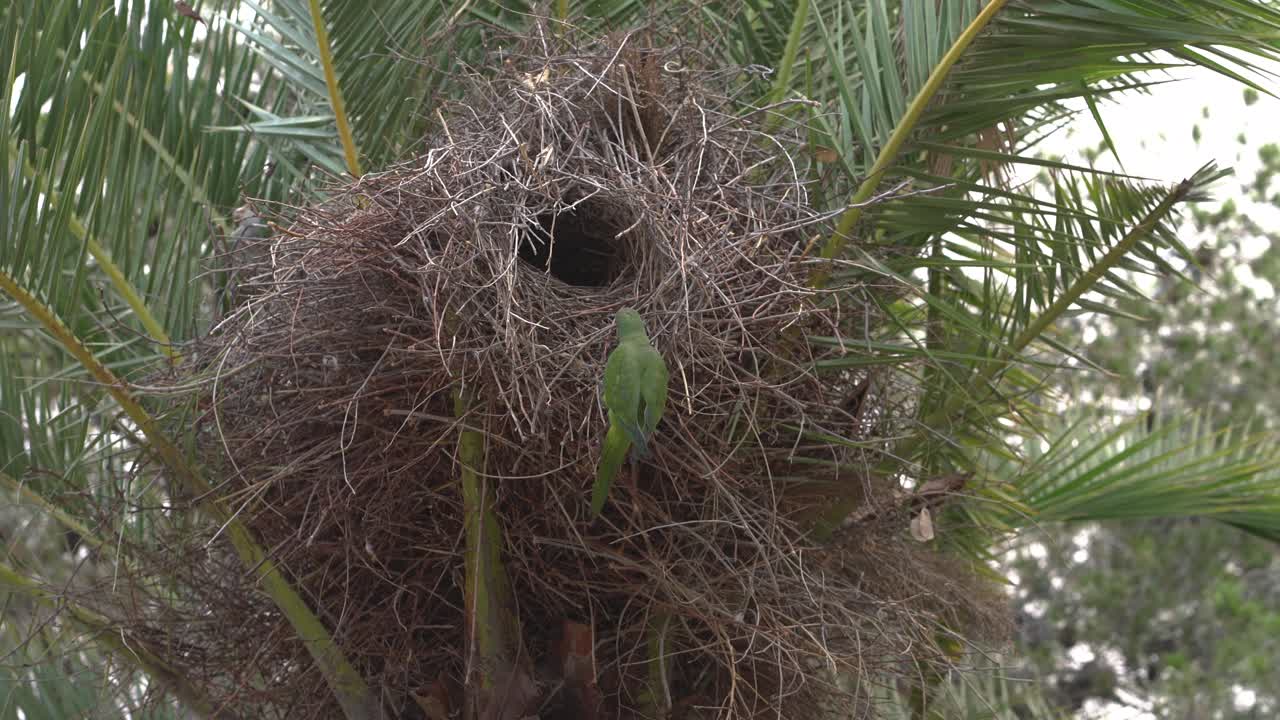 Beautiful love birds chewing on leaves on the nest on top of a palm tree