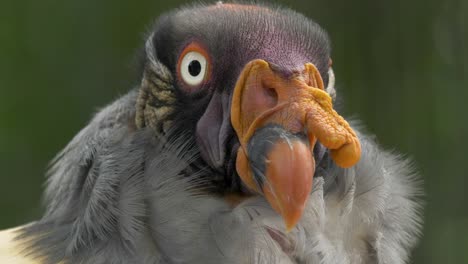 Beautiful-close-up-of-a-King-Vulture-