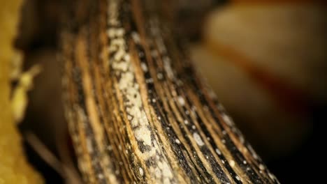 Super-close-up-view-of-a-stem-from-a-decorative-Thanksgiving-gourd