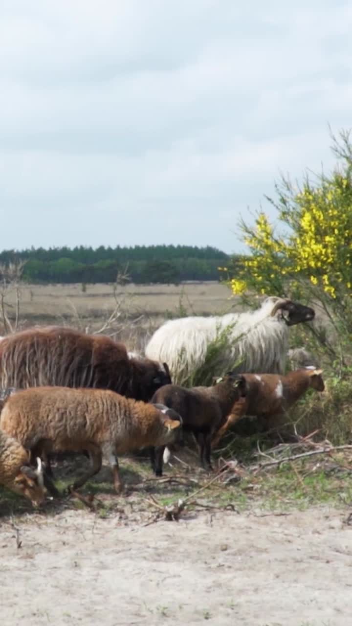 Ovejas pastando en un campo