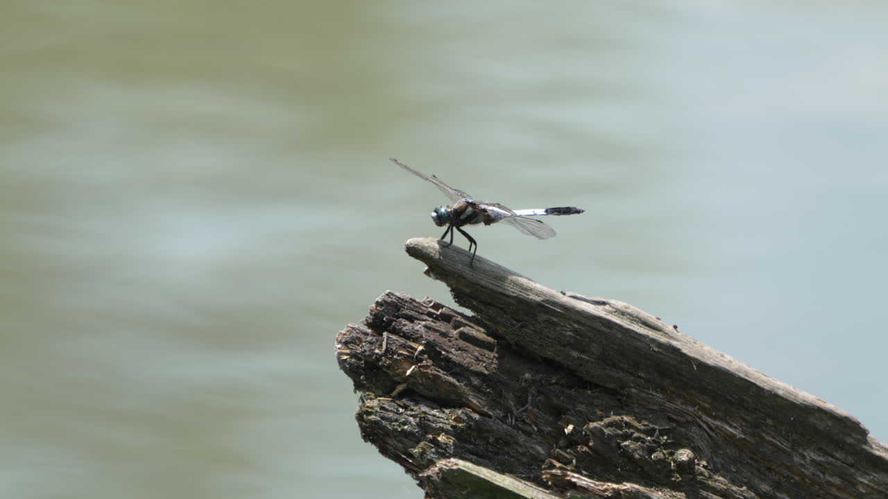 libélula voladora escarchada posada en un tronco de madera podrida junto al río en saitama, japón