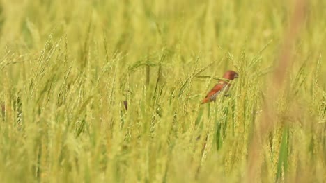munia de pecho escamoso en un campo de arroz