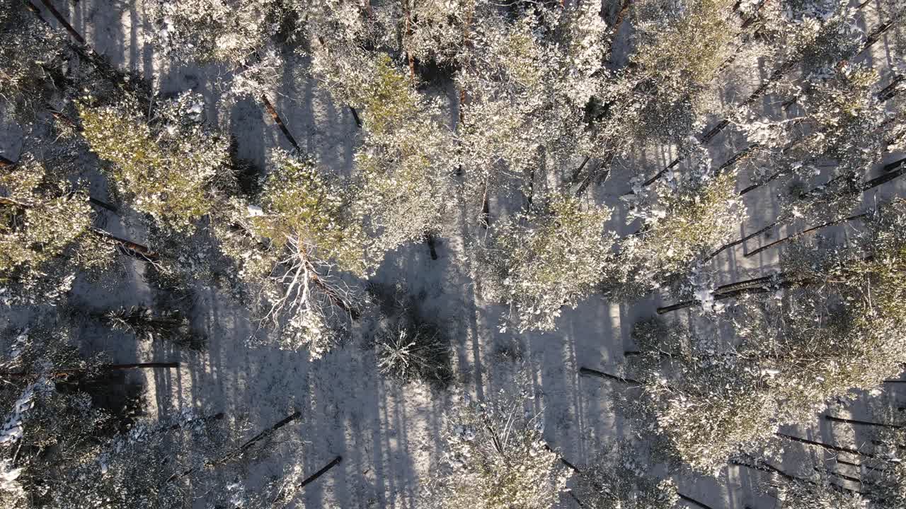 Aerial view of a snow-covered forest with tall pine trees casting long shadows on the ground. The winter sunlight highlights the frosty landscape. No visible logos.