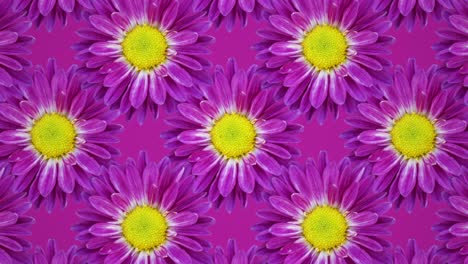 fondo de patrón animado de crisantemo púrpura. concepto de bucle sin costuras animación floral