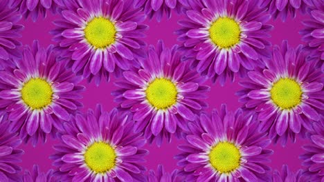 purple chrysanthemum animated pattern background. seamless loop concept floral animation