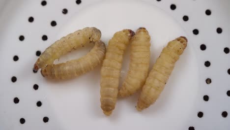 several waxworms, the larvae of the wax moth on plastic lid