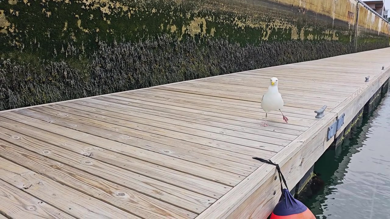 Gabbiano solitario in piedi su un molo logoro vicino all'acqua, con ali grigie, becco giallo, piume della coda nere, cime d'ormeggio in legno e un contesto di fauna costiera marittima.