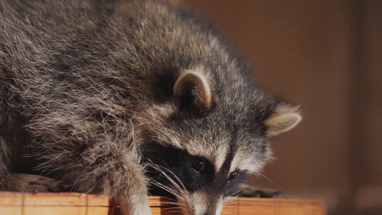 Immagine dettagliata di un procione curioso che esplora attentamente un recinto di legno. Fotografia ravvicinata di fauna selvatica che mostra un procione curioso che ispeziona l'interno di un contenitore di legno con movimenti delicati.
