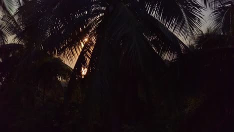 air flight over coconut palms and sea at sunset