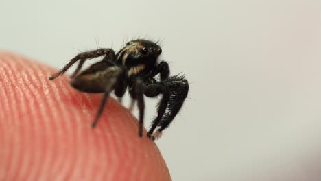 Winzige-Schwarze-Spinne-Auf-Der-Menschlichen-Fingerspitze