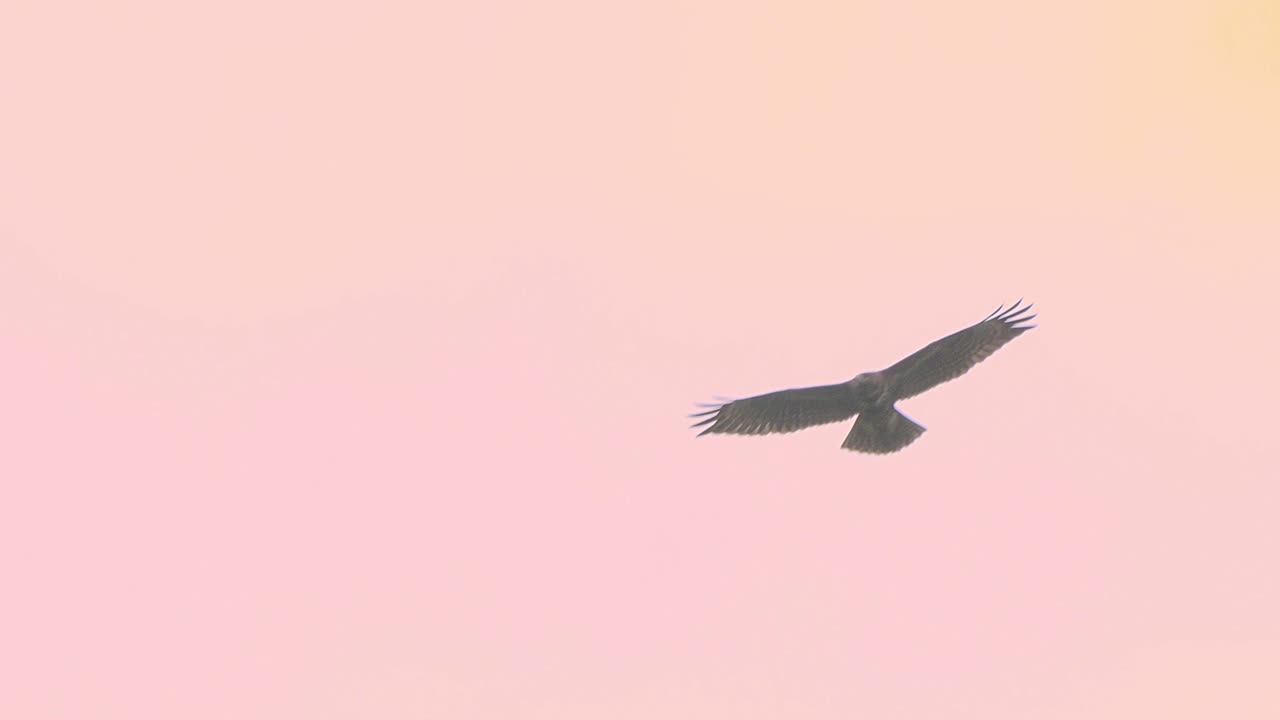 Telephoto close up of eagle flying on sky against pink sunset clear sky
