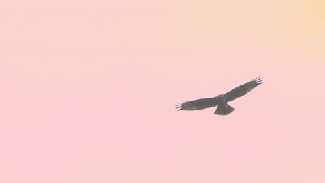 Telephoto-close-up-of-eagle-flying-on-sky-against-pink-sunset-clear-sky
