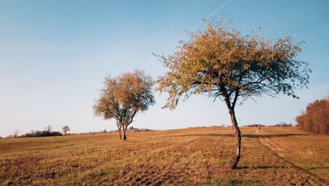 Andere-Richtung-Von-Der-Wiese-Mit-Bäumen-Aus-Gesehen