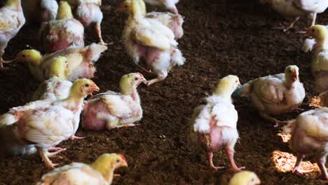 partially feathered genetically raised poultry chicks livestock walking around dirt barn flooring