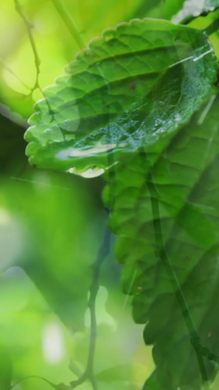 Video composito di foglie su un albero con acqua che cade sulle piante