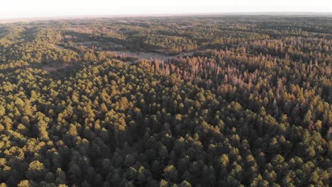 drone shot with frame full of coniferous trees as it flies over the treetops on a sunny day in nebraska
