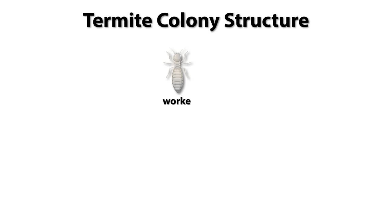 열매의 역할과 계층 구조에 대한 일러스트레이션