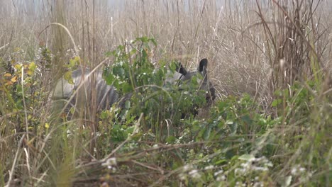 an endangered one horned rhino standing in the tall safari grasses of the chitwan national park in nepal on a sunny day