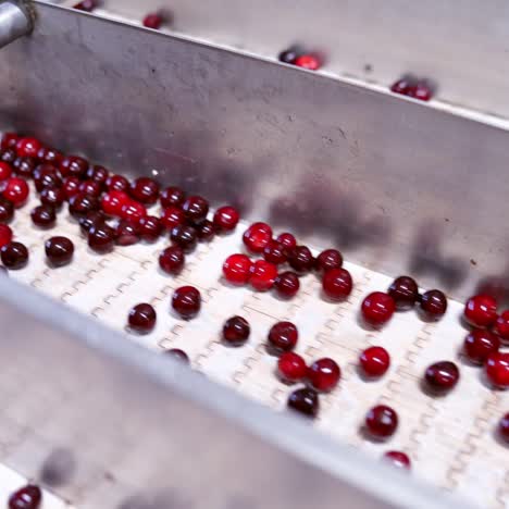 production line of berry