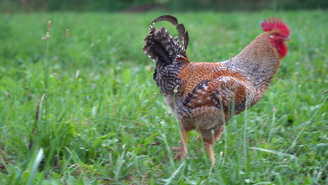 a rooster wandering around in the green grass in the pasture