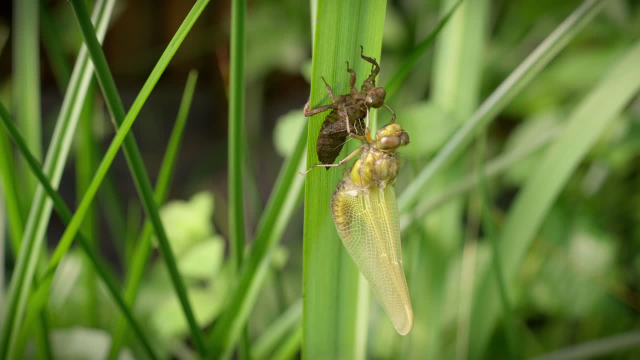 una libélula posada, emergiendo de su larva para secarse tranquilamente en el viento