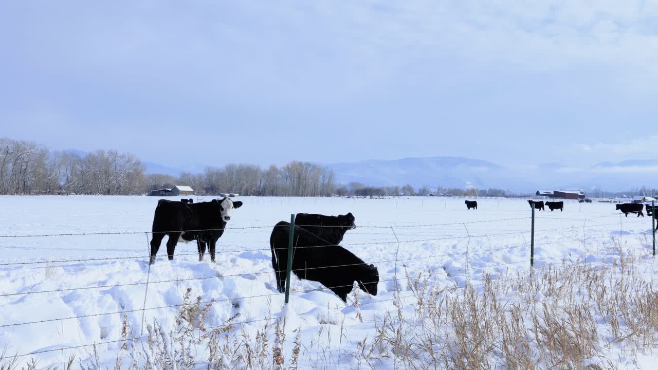 ganado bebiendo agua de un arroyo en un campo nevado 4k