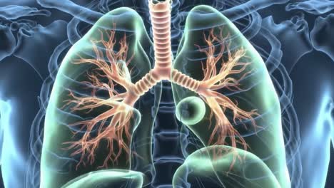 detailed visualization of the human respiratory system: exploring the structure and function of lungs and bronchi in a stunning 3d representation