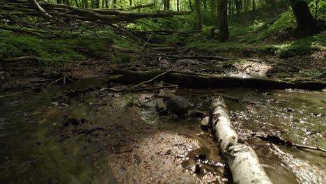 crawling between fallen trees in a small creek