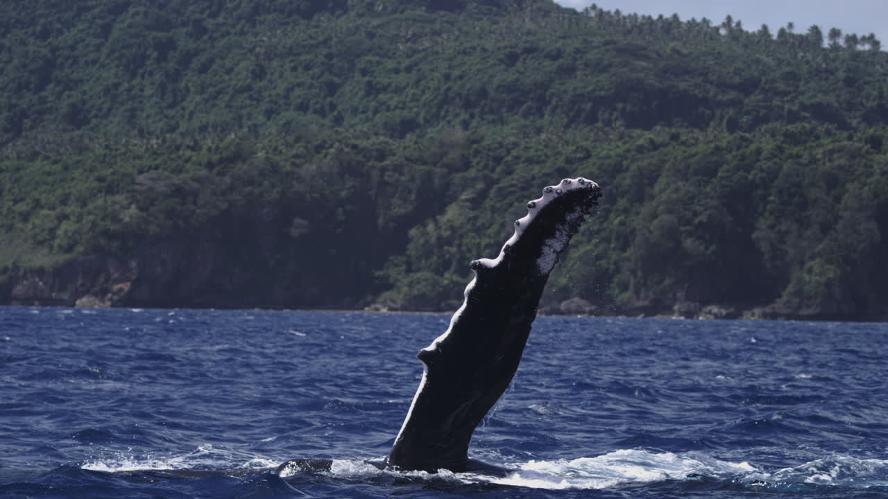 Humpback whale flipper diving below surface under cloudy tropical sky