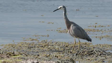 Closeup-Of-White-faced-Heron-Standing-On-The-Shallow-Water-With-Aquatic-Plants-On-A-Sunny-Day