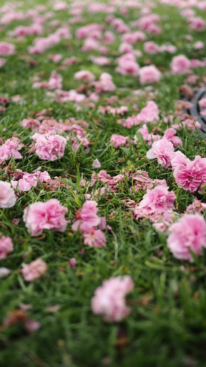 Pétalas Rosas de Flor de Cerejeira Espalhadas na Grama Verde
