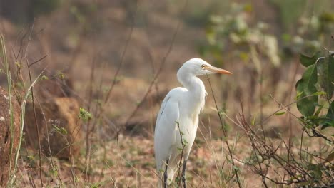 Heron-finding-food-.-fathers-