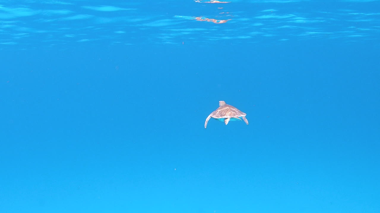 A small ocean turtle nimbly waving its fins and gently swimming through the crystal clear turquoise tropical waters of the Caribbean near the Flamengo island in Puerto Rico, static 4k shot