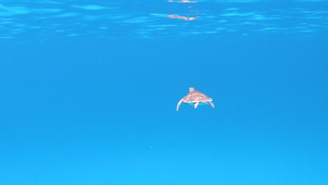 a small ocean turtle nimbly waving its fins and gently swimming through the crystal clear turquoise tropical waters of the caribbean near the flamengo island in puerto rico, static 4k shot