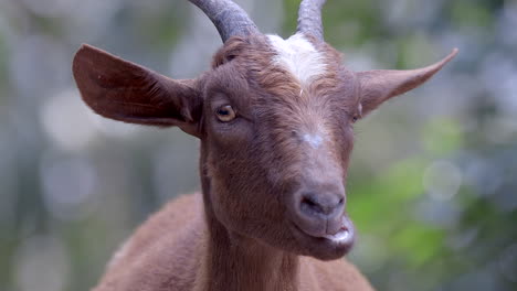 a goat quietly chewing it's food while looking directly at the camera - close up