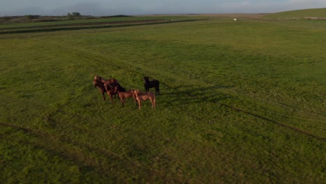 Draufsicht-Auf-Das-Isländische-Hochland-Mit-Friedlich-Grasender-Pferdeherde.-Vogelperspektive-Auf-Die-Isländische-Landschaft-Bei-Sonnenuntergang-Mit-Wildtieren.-Schönheit-Auf-Erden.-Tierisches-Thema