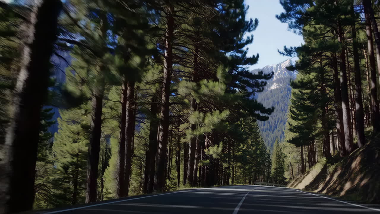 소나무 숲 을 가로지르는 산길