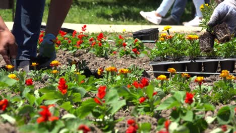 women gardening outdoors in city park.