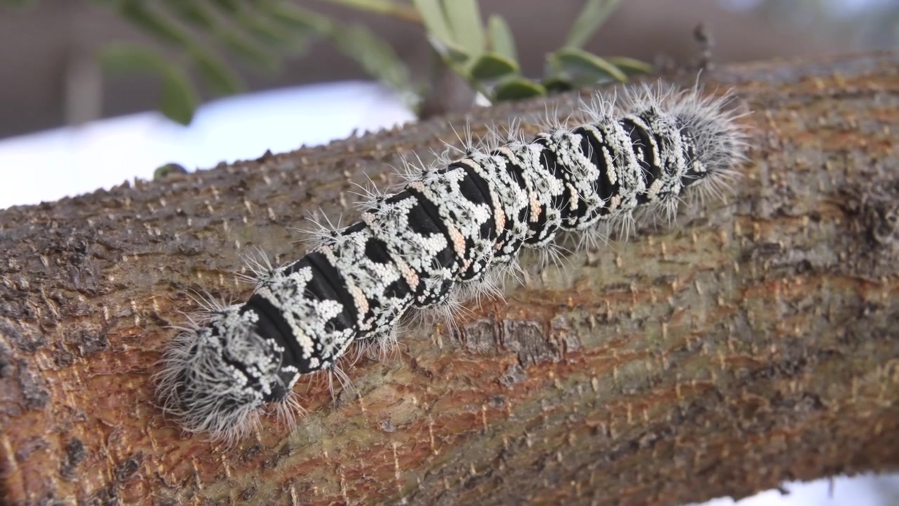 Extreme Close-Up of Hairy Black and White Caterpillar Crawling on Tree Branch