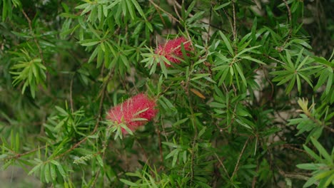 vibrant red flowers bloom on a leafy green bush outdoors, creating a natural contrast