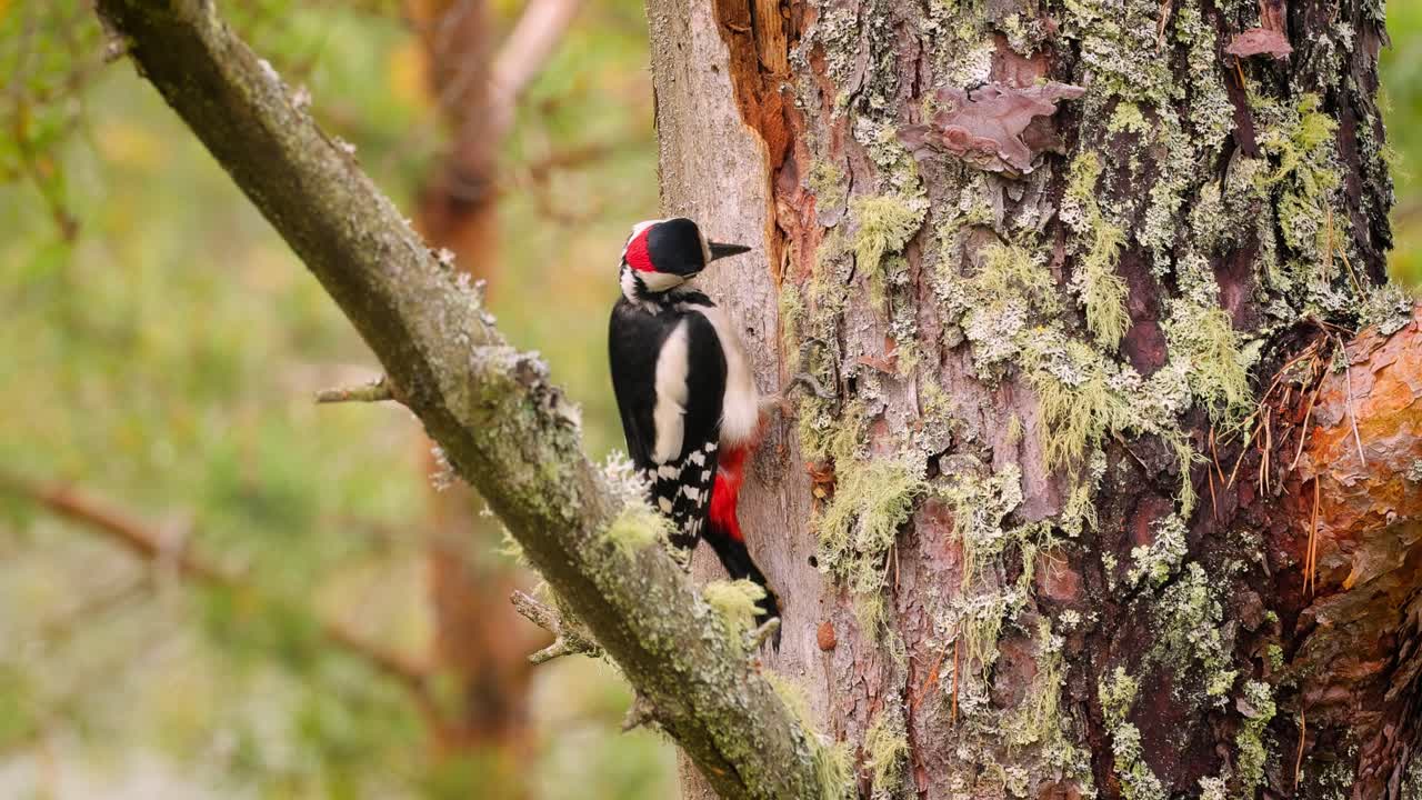 gran pájaro carpintero manchado en un árbol en busca de comida. gran carpintero manchado (dendrocopos major) es un carpintero de tamaño mediano con plumaje negro y blanco y una mancha roja en la parte inferior del vientre