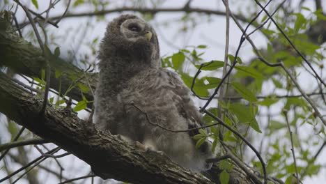 juvenile barred owl turning around on tree branch and looking