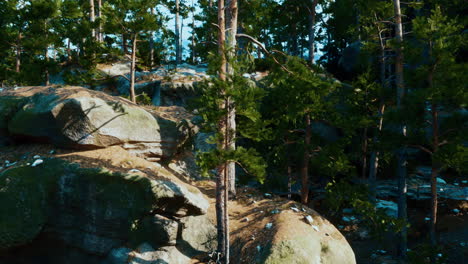 a lush forest with tall pine trees and large rock formations