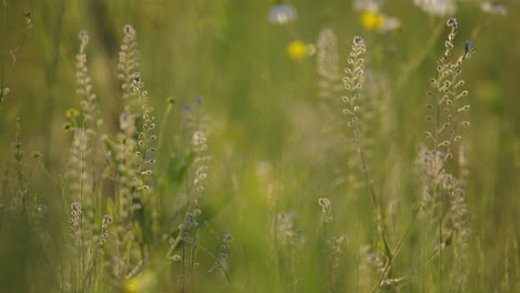 Close-up-shifting-tight-focus-of-wildflowers-and-grasses-in-a-sunny-meadow-with-golden-highlights